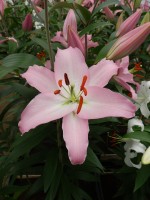 [4345 Sheila VOF VZ No02.JPG]